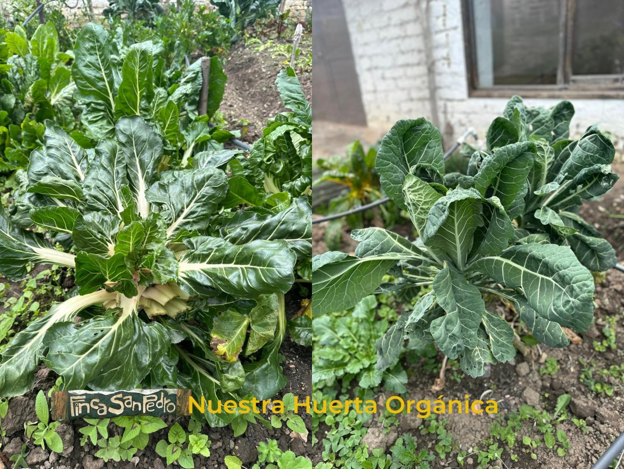 Finca San Pedro -Alojamiento Campestre Y Reserva Natural- 소가모소 외부 사진