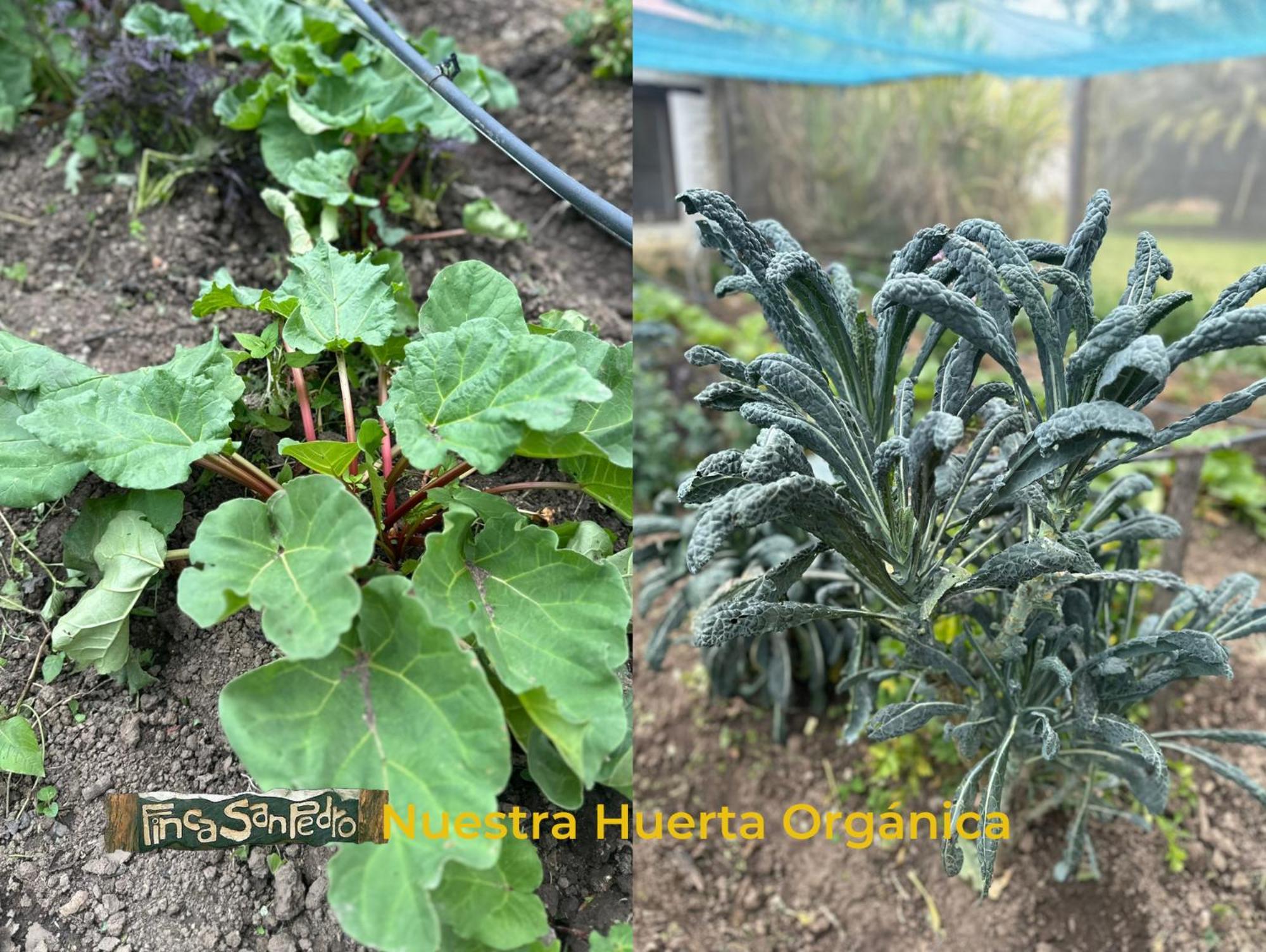 Finca San Pedro -Alojamiento Campestre Y Reserva Natural- 소가모소 외부 사진
