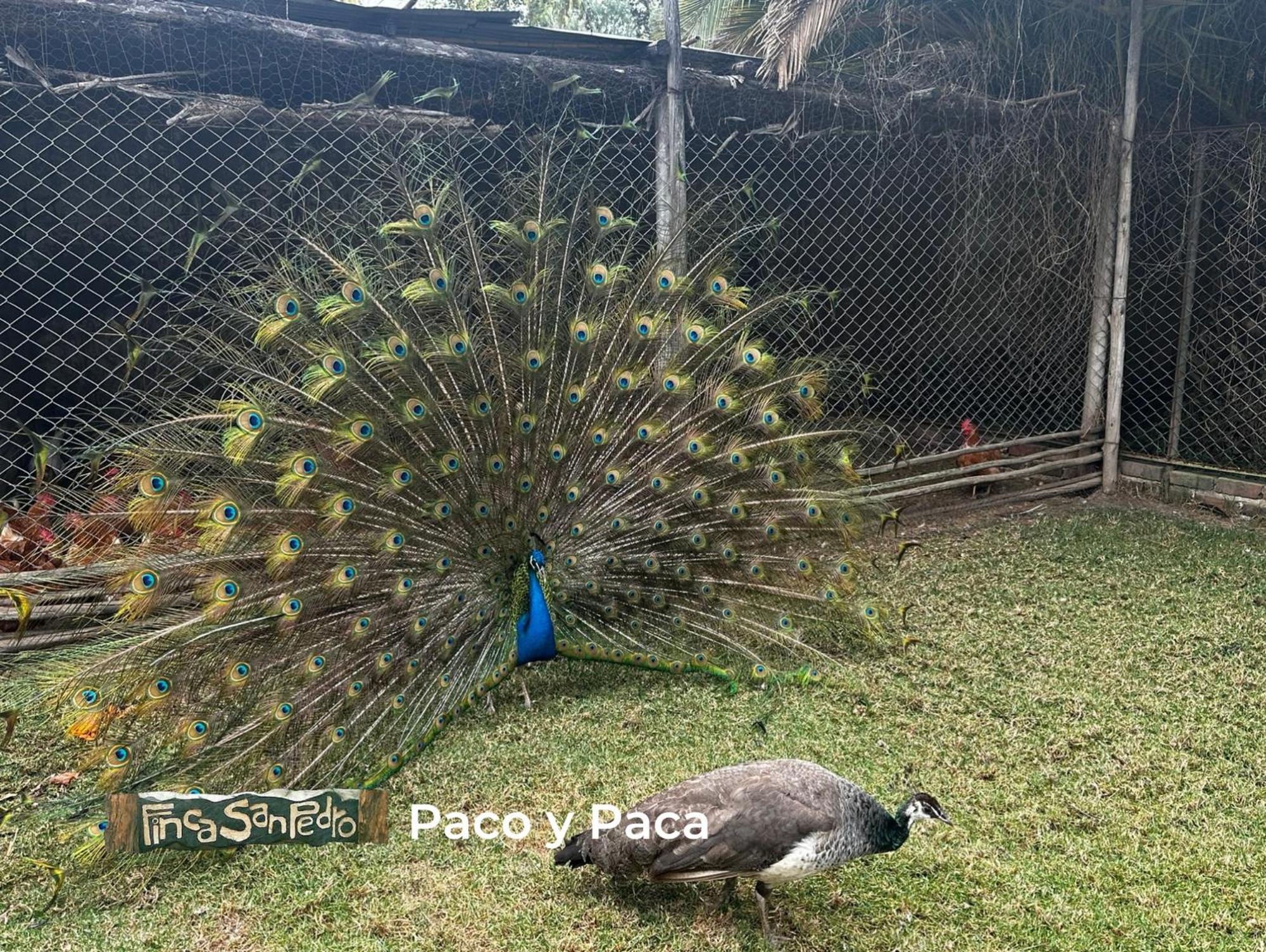 Finca San Pedro -Alojamiento Campestre Y Reserva Natural- 소가모소 외부 사진